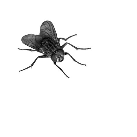 Collection Of Flies Png Pluspng