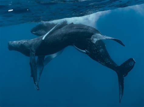 Humpback Whales Seen Having Gay Sex For The First Time Ever Weird News Metro News