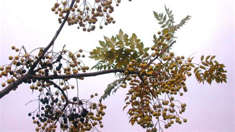 Chinaberry Tree Bakayan Phal Melia Azedarach Trust The Herb