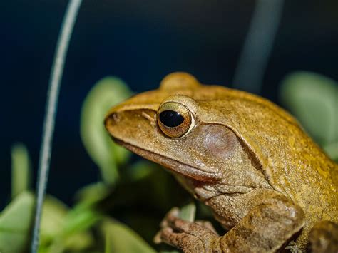 golden tree frog  stock photo public domain pictures