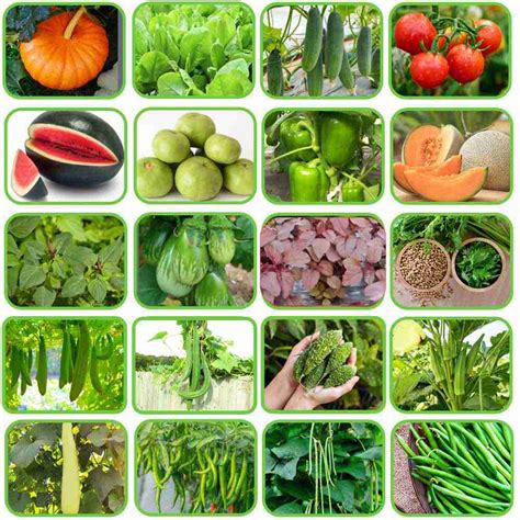 Summer Vegetable Seeds Kit Hybrid (20 in 1)