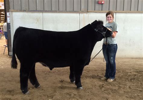 Kansas Junior Livestock Show Champion Market Steer The Pulse