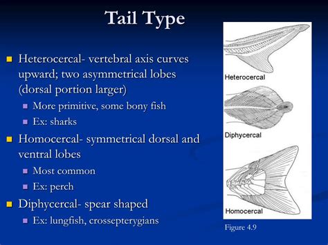 comparative anatomy vertebrate classification fish evolution