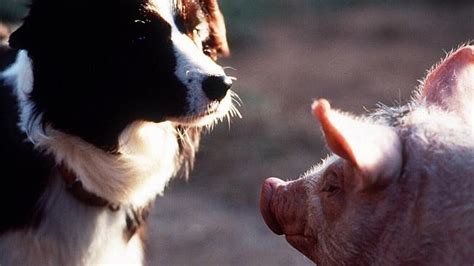 Babe Facts Cast Trivia 9 Things You Didnt Know About The Movie