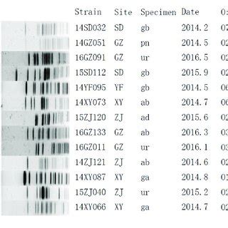 Phylogenetic Tree Of Mcr Positive Enterobacteriaceae By Pfge