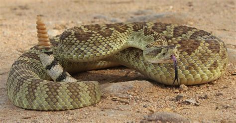 Discover The 12 Types Of Rattlesnakes In California Imp World