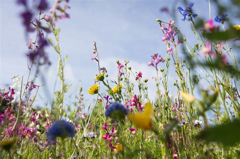 Am Samstag 29 April Wildkräutertour rund um Burg Lichtenberg