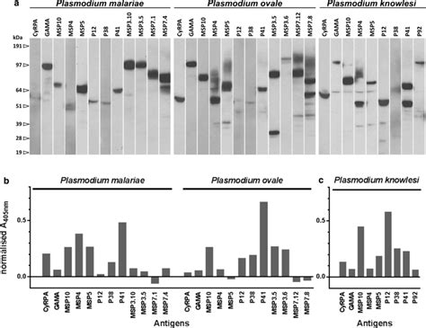 Immunoreactivity Of Recombinant Plasmodium Antigens In Sera From Adults