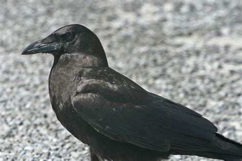 Fish crow - Wikipedia