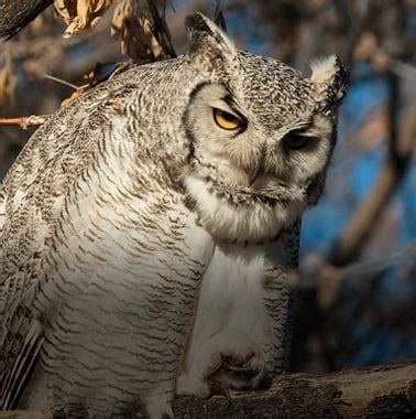 Birds Canada | Oiseaux Canada