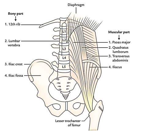 Posterior Abdominal Wall Earths Lab