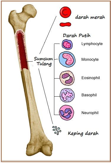 Bio Atmosphere: Sumsum Tulang