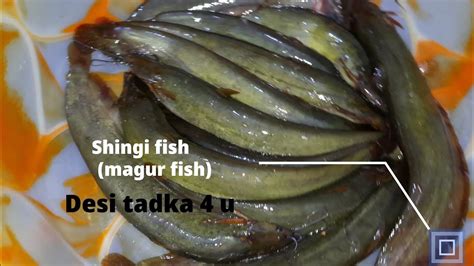 desi singhi fish masala curry desi mangoor recipe  hindi singhi