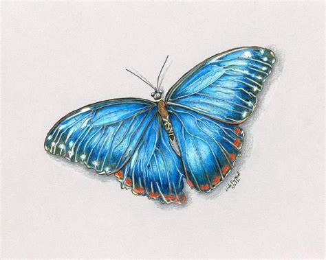 Blue Morpho Butterfly Drawing By Linda Fretwell Fine Art America