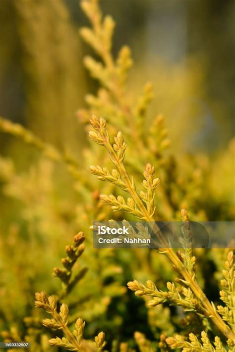 Leyland Cypress Castlewellan Gold Stock Photo Download Image Now