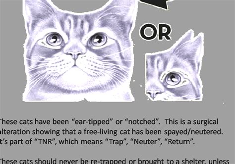 Trap Neuter Return Cat Ear Tip