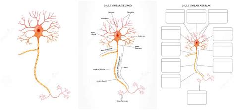 Neuron structure diagram stock vector. Illustration of nucleus - 259107686