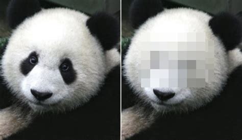 After Seeing This Panda Men Will Finally Understand Why Women Wear