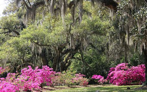 When Do Azaleas Bloom? Discover Peak Season by Zone - A-Z Animals