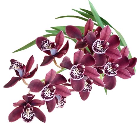 Más De 2 000 Imágenes Gratis De Orquídeas Y Naturaleza Pixabay