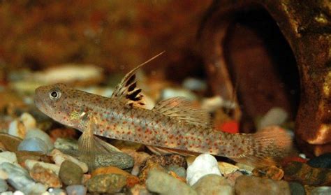 A Fish That Is Sitting On Some Rocks