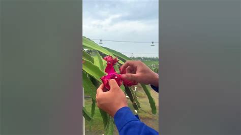 Red Dragon Fruit Farm Satisfying1 Youtube