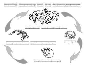 Life Cycle Of An Alligator Printed And Tracing Words For Dysgraphia