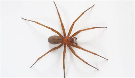 Picadura de Araña de Rincón – Neoplagas Control de plagas