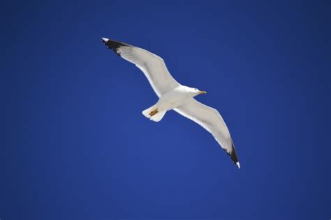 Free Images Sea Water Nature Bird Wing Sky White Pelican