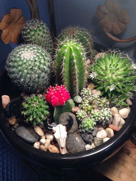 20+ Indoor Cactus Garden Ideas