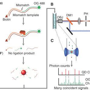 Schematic concept for homogeneous point mutation detection using ...