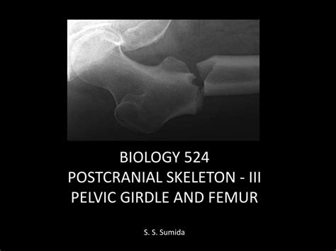 Ppt Biology 524 Postcranial Skeleton Iii Pelvic Girdle And Femur S