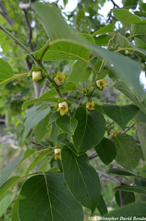 Diospyros virginiana | Illinois Botanizer