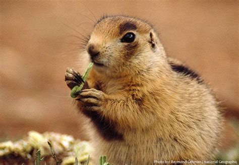 Interesting Facts About Prairie Dogs Just Fun Facts