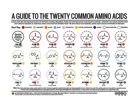 20 Amino Acids Chart