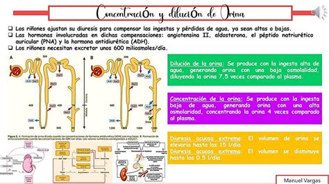 Concentración y Dilución de Orina Tiroxina Med uDocz