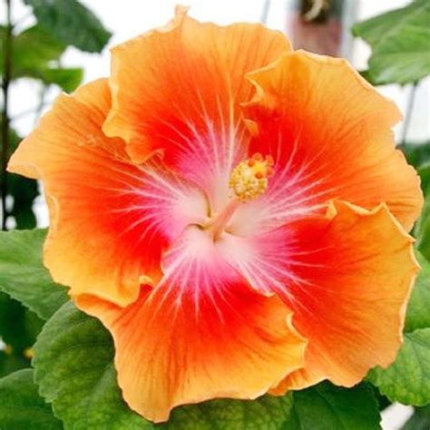 Qauzuy Garden Semillas Raras De Hibisco De Naranja Amarilla Semillas