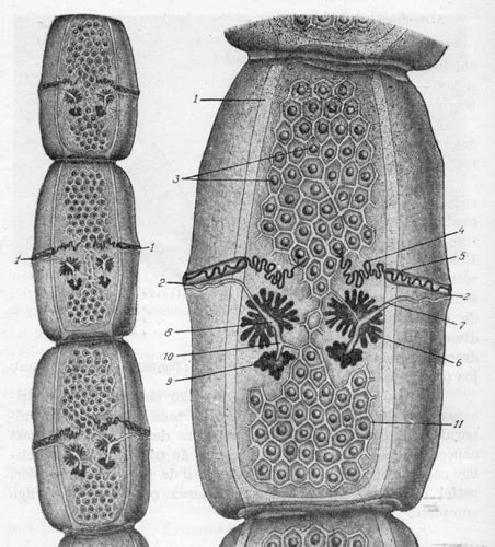 Cestodes And Trematodes Flashcards Quizlet