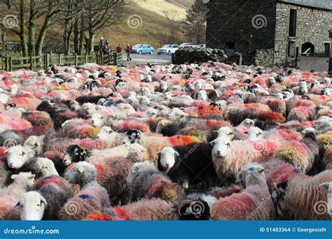 Large Flock Of Colorful Herdwick Sheep In Farmyard Editorial Stock