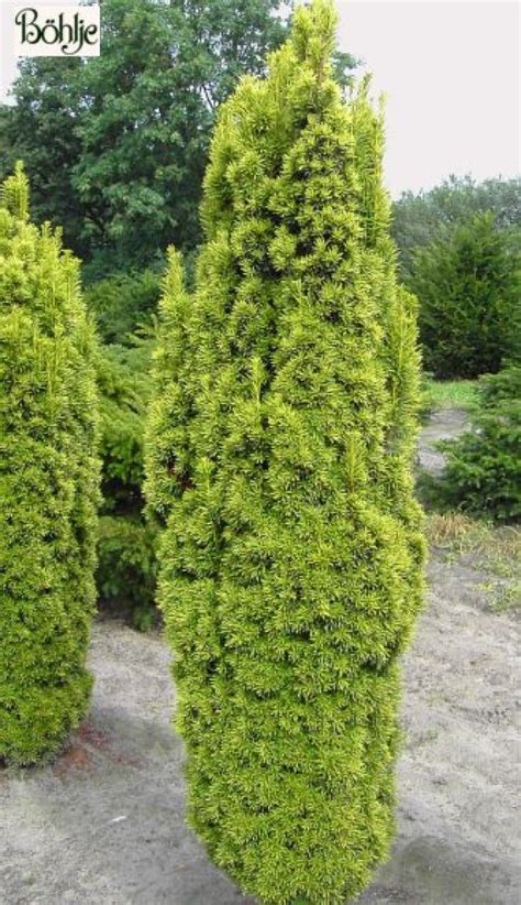 Taxus Baccata Fastigiata Aureomarginata Gelbe S Uleneibe B Hlje