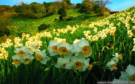 Daffodil Wallpapers - Top Free Daffodil Backgrounds - WallpaperAccess