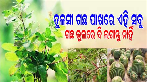 ଭୁଲରେ ବି ମଧ୍ୟ ଲଗାନ୍ତୁ ନାହିଁ ତୁଳସୀ ଗଛ ପାଖରେ ଏହି ସବୁ ଗଛ ନଚେତ ହୋଇପାରେ ବଡ