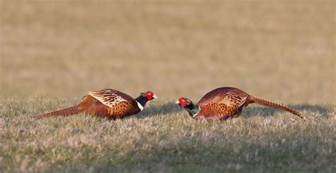 Northern Colorado Pheasants Forever Northern Colorado Pheasants Forever