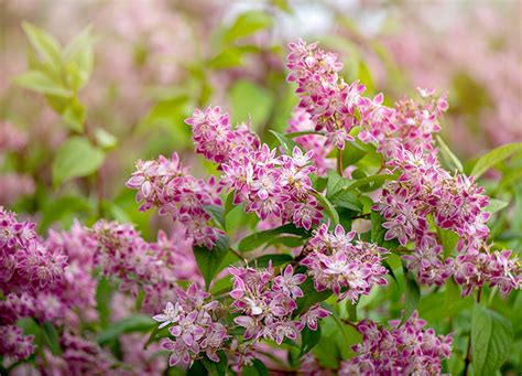 10 Shrubs You Should Never Prune In The Fall Purewow