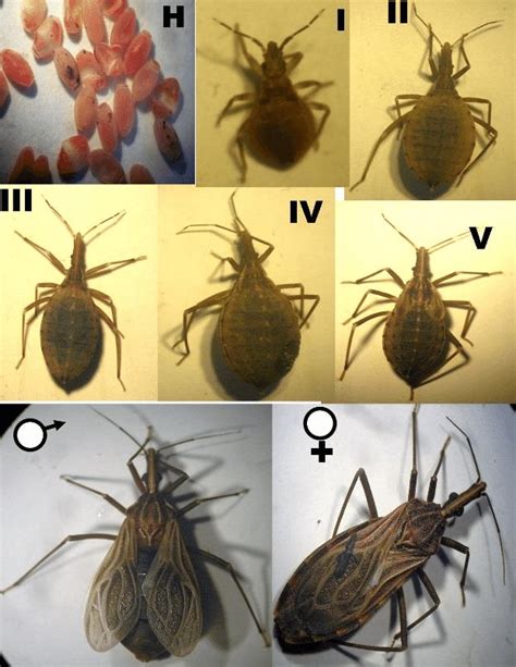 Ciclo Vital De Triatominos Rhodnius Prolixus H Huevos Estadios Download Scientific Diagram