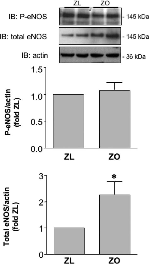 Renal Cortical Protein Expression Of Phospho Ser1177enos And Total Enos Download Scientific