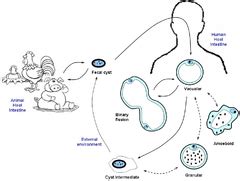 Category Life Cycle Creationwiki The Encyclopedia Of Creation Science