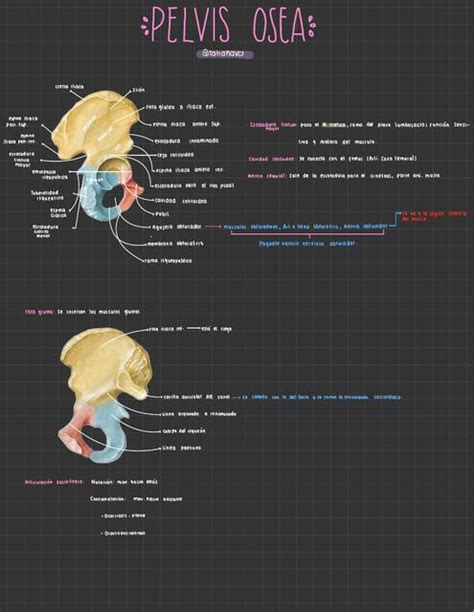 Anatomía de la Pelvis Ósea Tatiana Varela uDocz