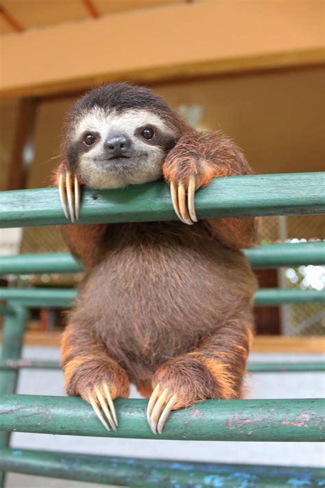 Baby Sloths Wallpapers - Wallpaper Cave