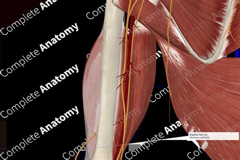 Radial Nerve | Complete Anatomy